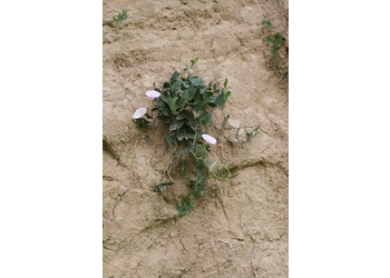 Acker-Winde (Convolvulus arvensis) - © Emanuel Trummer